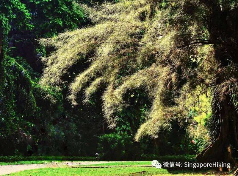 09月08号周六夕阳半马徒：拉柏多公园至景万岸Labrador Park to Kembangan