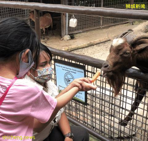 僅2天！新加坡動物園最牛的餵動物之旅，8折！還有幻光雨林和4大園5.5折起，搶啦