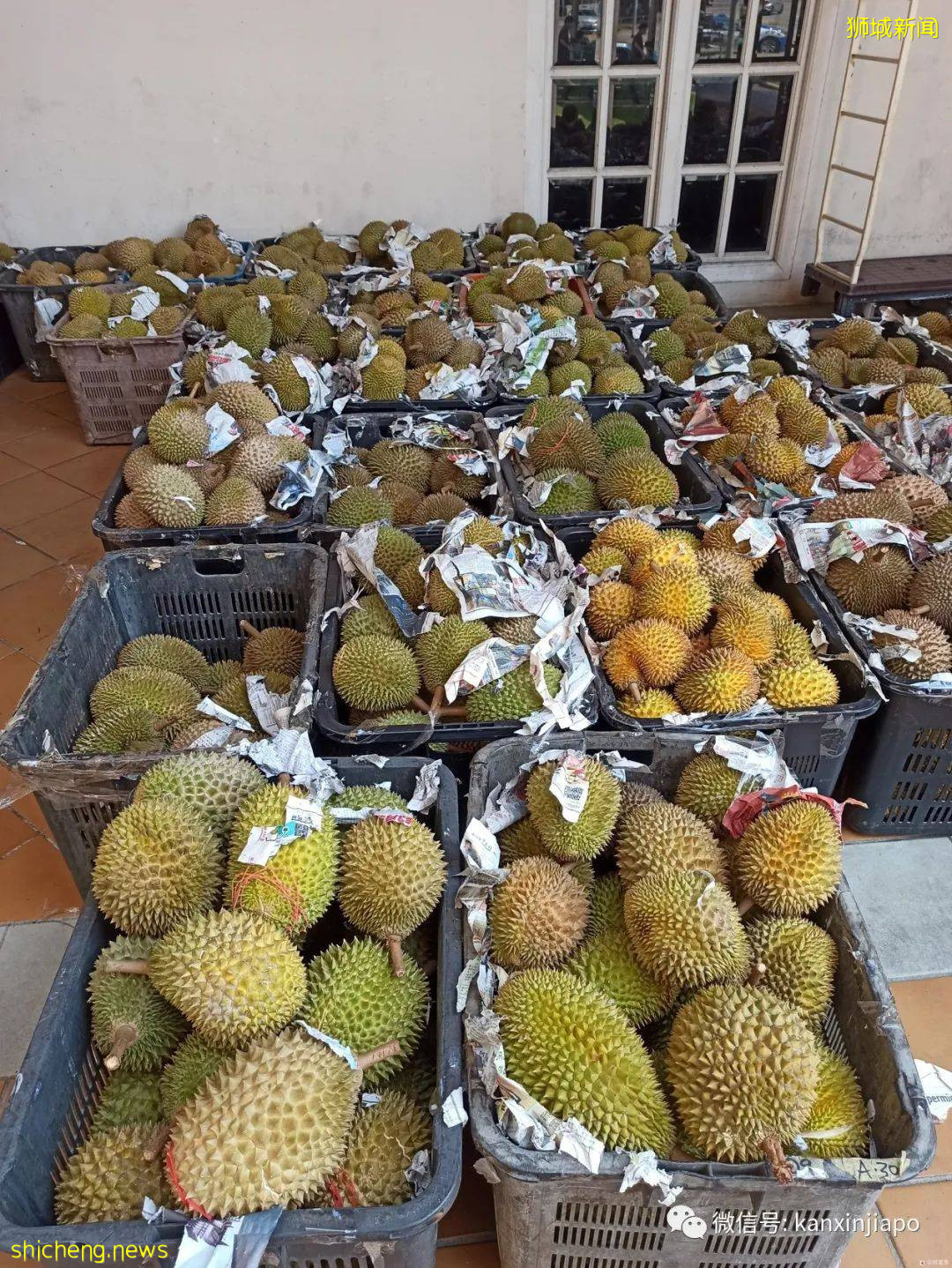 全島多家超市白菜價榴梿甩賣，低至1.99新幣一個