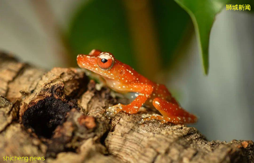 叢林遊樂場、自然博物館、山路徒步……新加坡這個公園翻新後更好玩啦