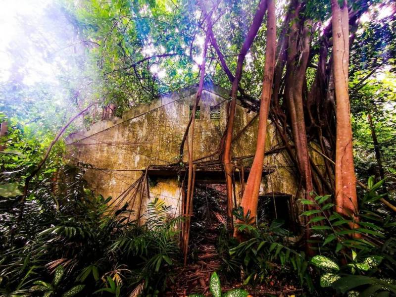 新加坡探险基地🧭 被遗弃的地堡!殖民期保留至今,岁月沧桑+攀藤弥漫的历史遗迹