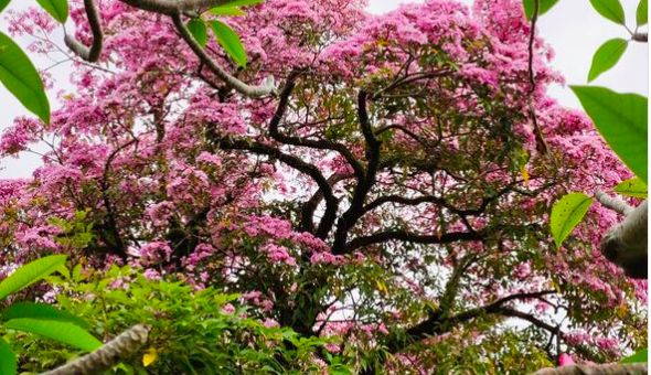 “新加坡櫻花”全島綻放中 你打卡了嗎