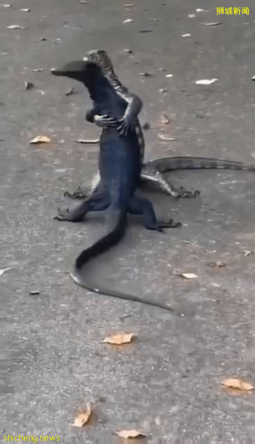 解封後，新加坡有“一對情侶”在馬路上沒戴口罩，公然擁抱!