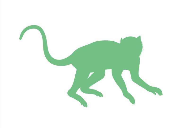 突發！這個海灘驚現一群巨型椰子蟹，還搶燒烤吃！新加坡也被鳄魚、蜥蜴、蟒蛇、水獺、猴子、野豬、野雞嚇到過