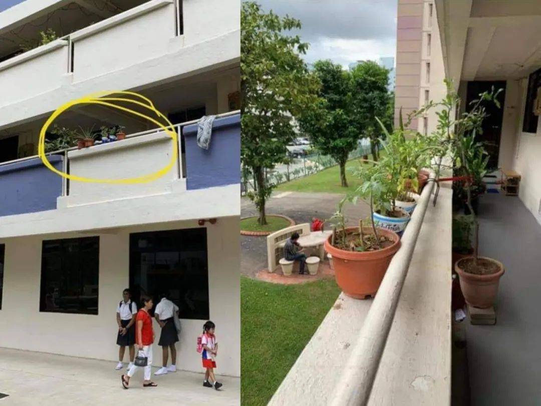 快過年了，竟有人在新加坡組屋走廊開“養雞場”，30只好熱鬧