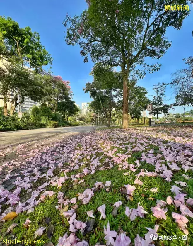 賞花季到啦！全島各地重現“新加坡櫻花”景象！還去日本賞什麽櫻花