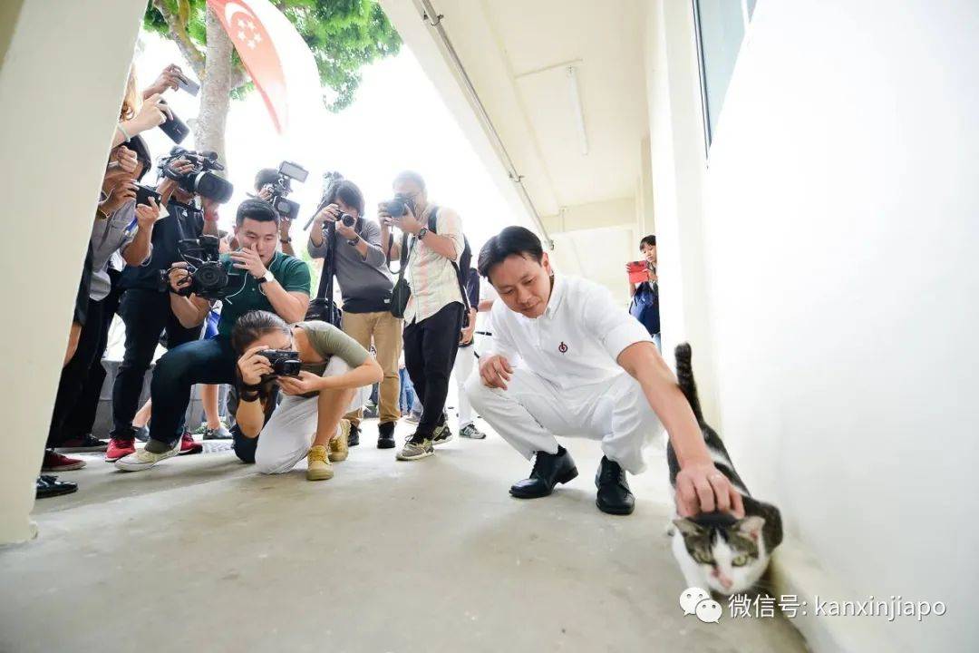 遭HDB人员登门盘查被告知,新加坡组屋不能养猫!这些“毛小孩”也不能出现