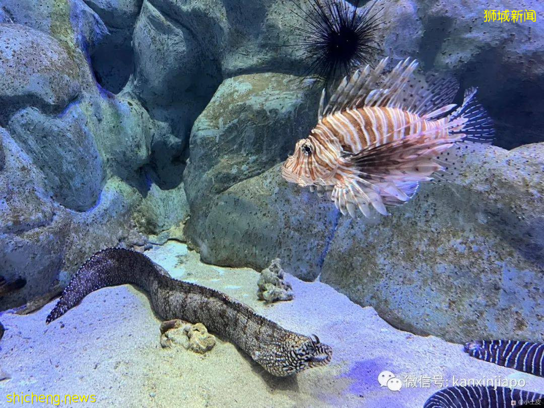 亞洲最大的海洋館,原來在新加坡