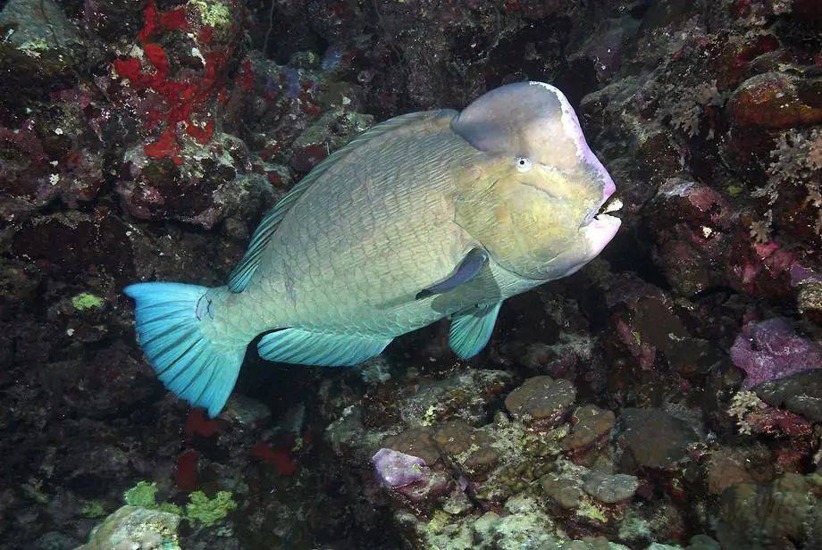 新加坡蓄水池出現恐怖形狀的怪物魚!怎麽來到新加坡的