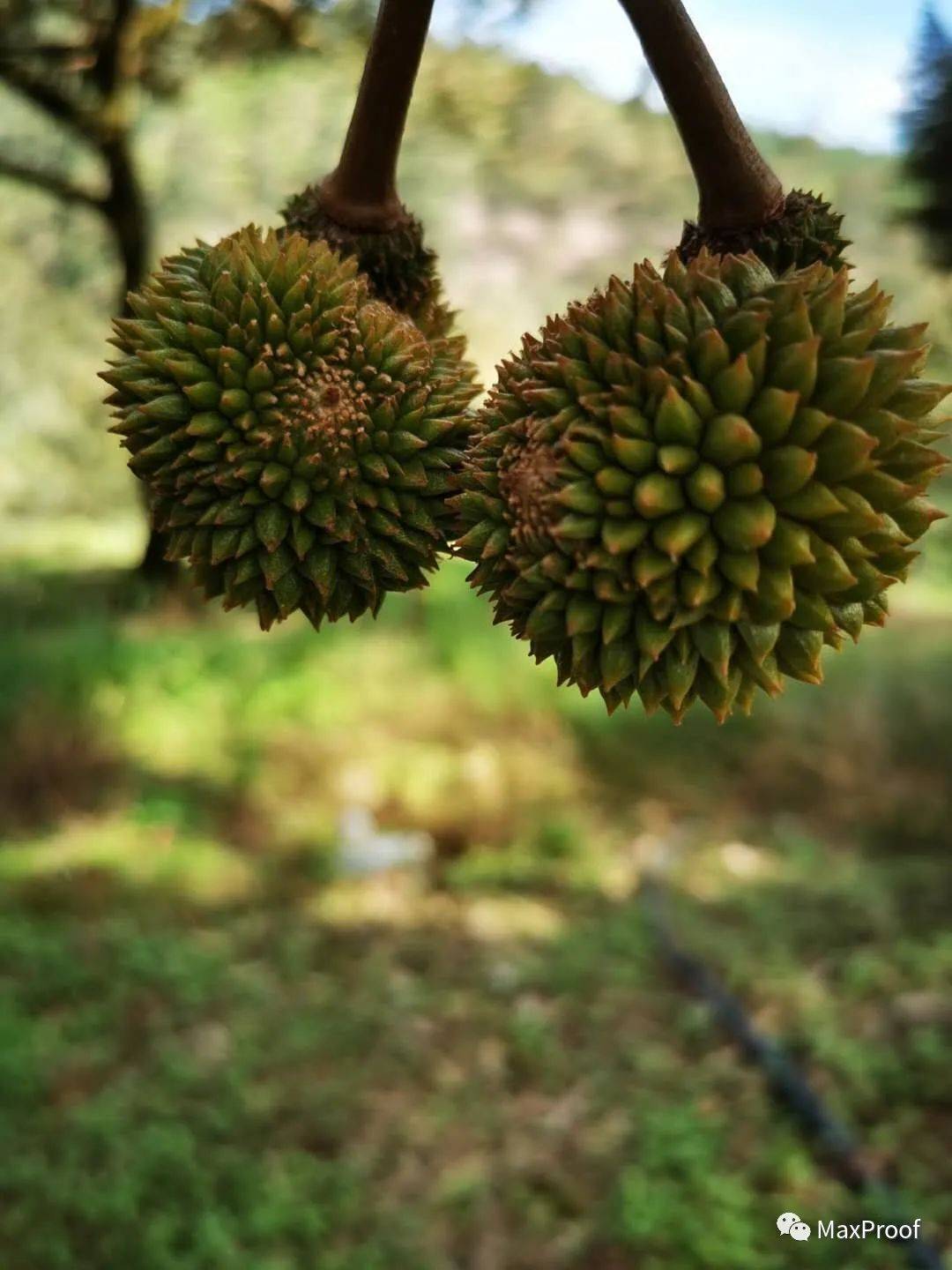 新加坡自由行 獅城人氣景點走起