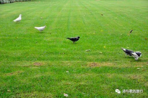 放着也没人偷?新加坡独特文化,用手机占位子