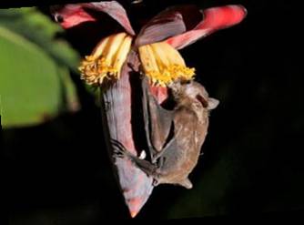 又“狂”又“野”的新加坡奇景!天氣多變,生態豐富!