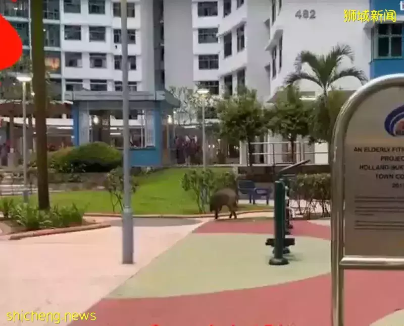 野猪溜出公园 闯组屋区觅食“闲逛”