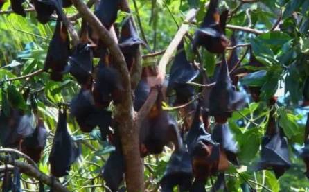 又“狂”又“野”的新加坡奇景!天氣多變,生態豐富!