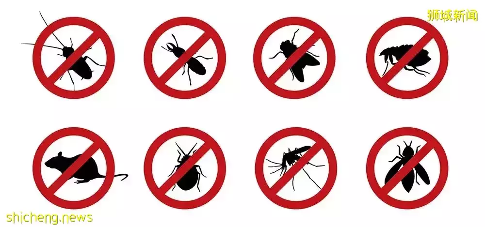 驚!“在新加坡知名熟食中心吃飯,一只老鼠直接掉在我面前”