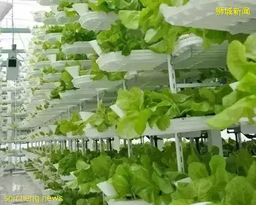 淡滨尼组屋农场收成!一起来看看本地研发自产的第一批稻米