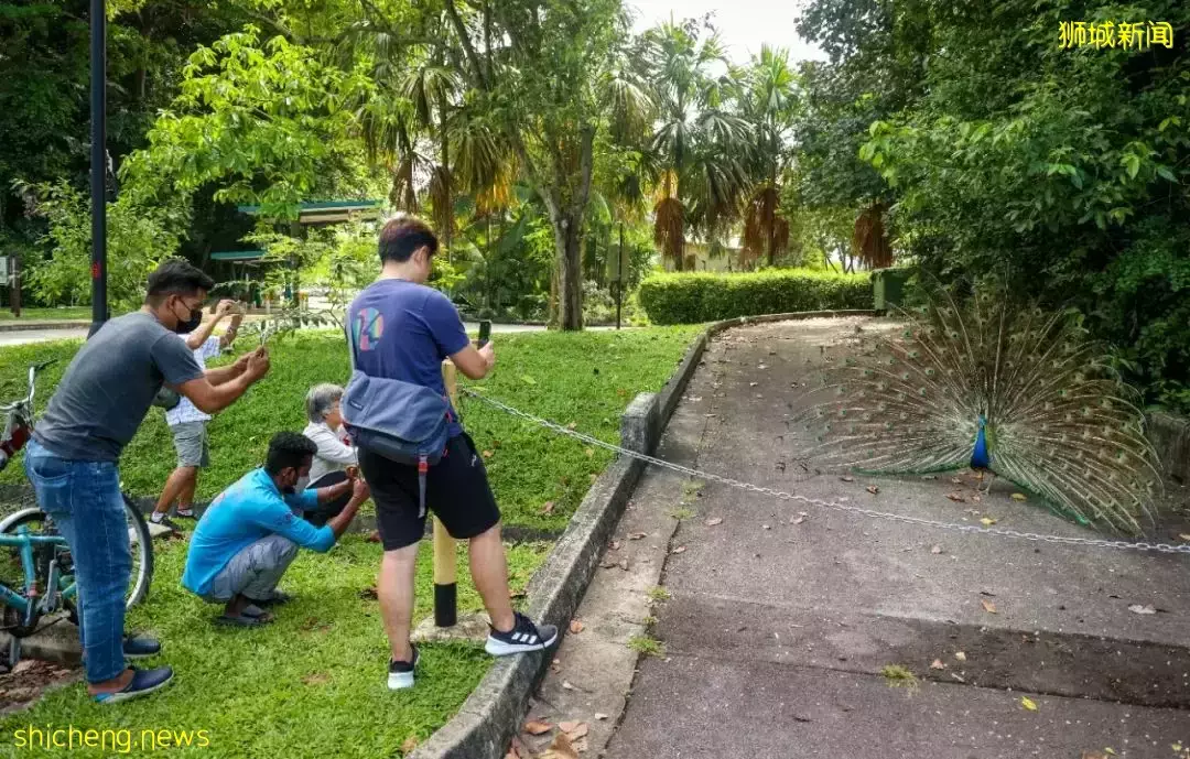 從新加坡市區至鄰裏,騎一趟時空交疊之旅