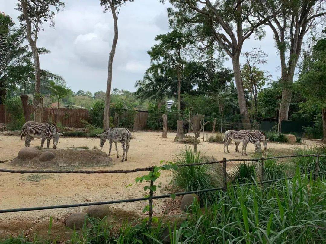 行走獅城——新加坡動物園