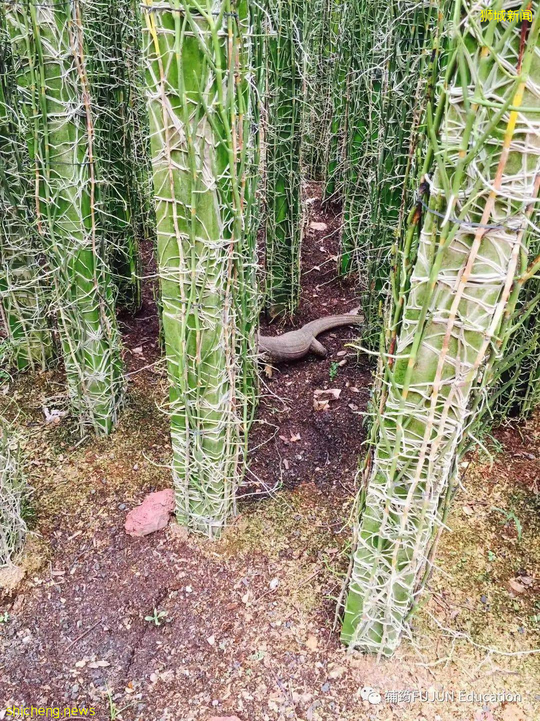 跟着小筠去游“新马”——新加坡吃喝玩乐(中篇)