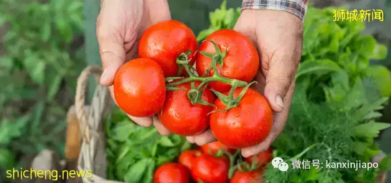 新加坡现在能吃到千里之外的番茄之王了,还免国际运费