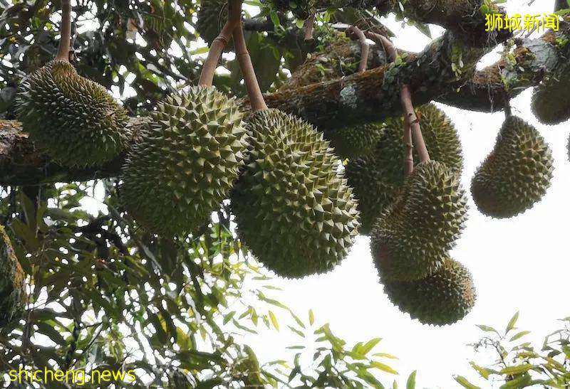 新加坡这个公园内20棵榴梿树大丰收!一群人等著捡,最高罚5万