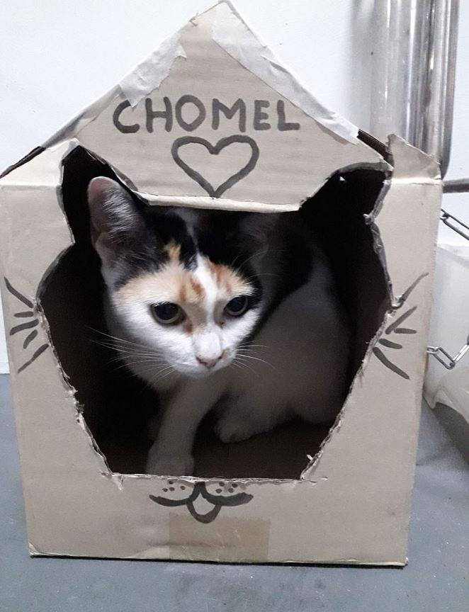 暖心!瓢泼大雨中新加坡爱心人士为流浪猫造房子