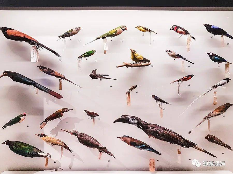 恐龍化石、抹香鯨骨架、初代巨星阿明……100W+動植物標本竟然藏在新加坡這個地方