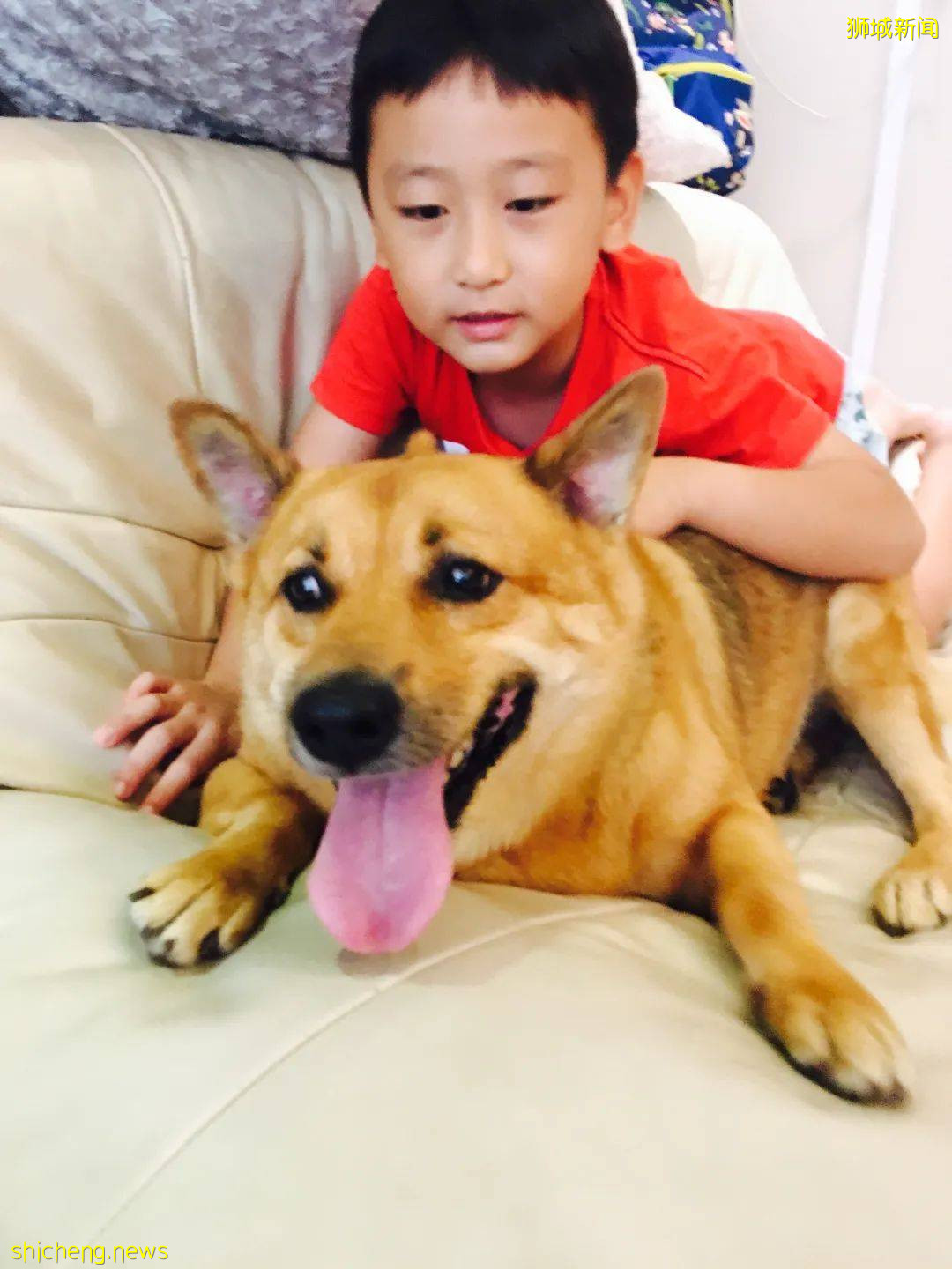 “我最亲爱的四喜走了,带走了我在新加坡16年的青春和回忆...”