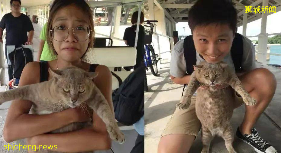 圣约翰岛的迎客吉祥猫因病离世,网友们纷纷发文悼念