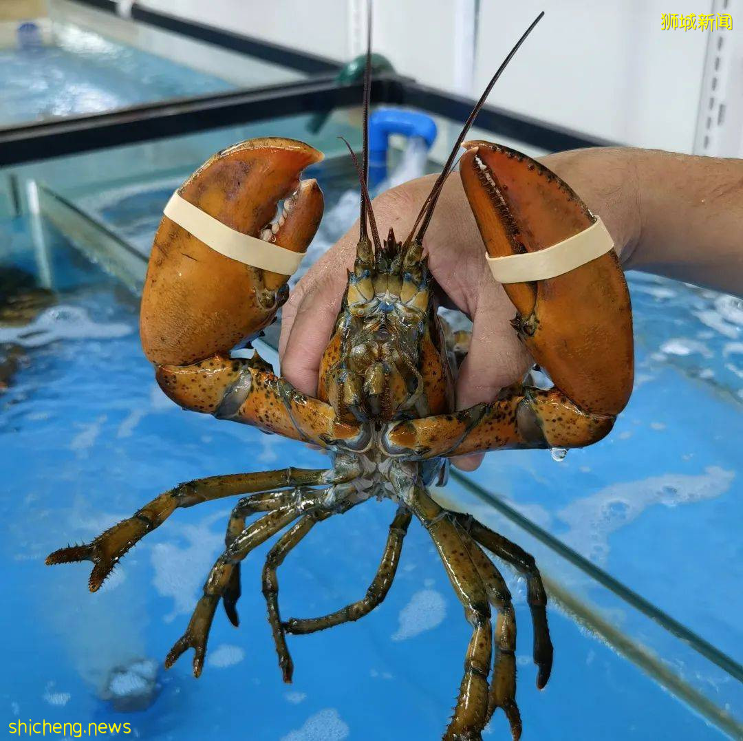 新加坡再次解封後，這家中國超市火了！80多種海鮮$2起！小龍蝦辣條包點東北大米扛回家