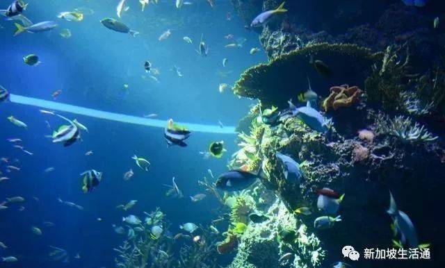游玩新加坡SEA海洋馆，探索梦幻海底世界