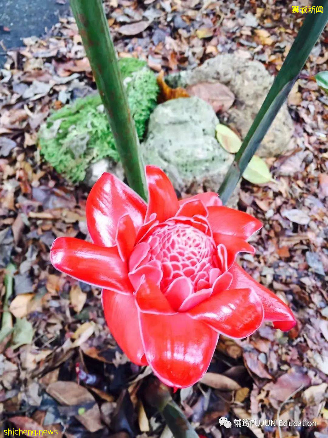 跟着小筠去游“新马”——新加坡吃喝玩乐(中篇)