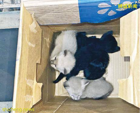 4幼猫随新航货机抵香港 新航:正调查