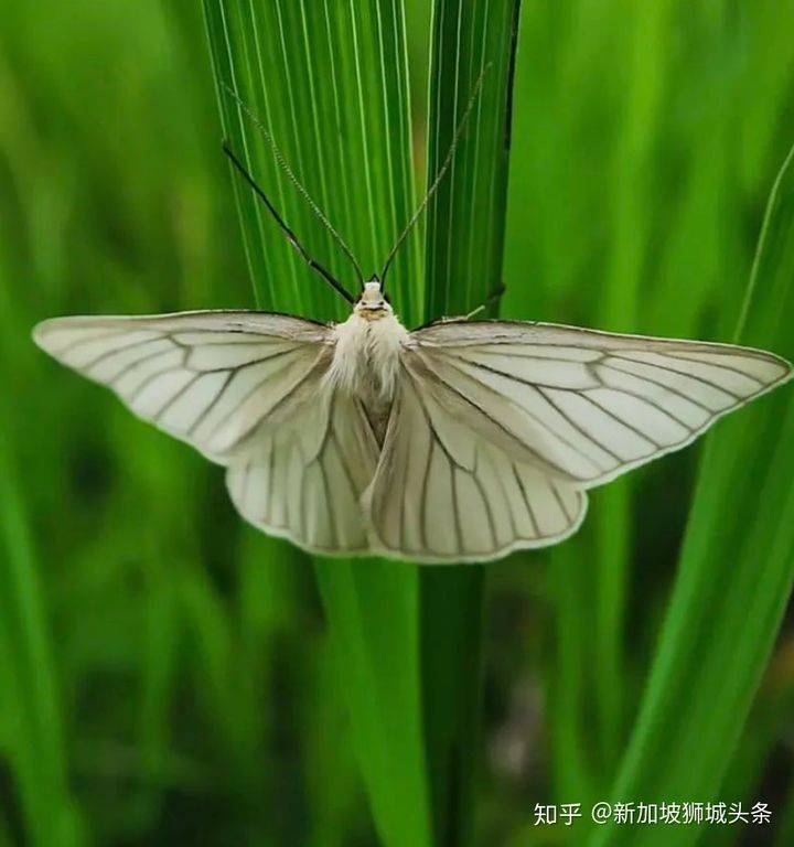 淡滨尼 Tampines: 嬉耍玩乐怎么玩？新加坡最强攻略