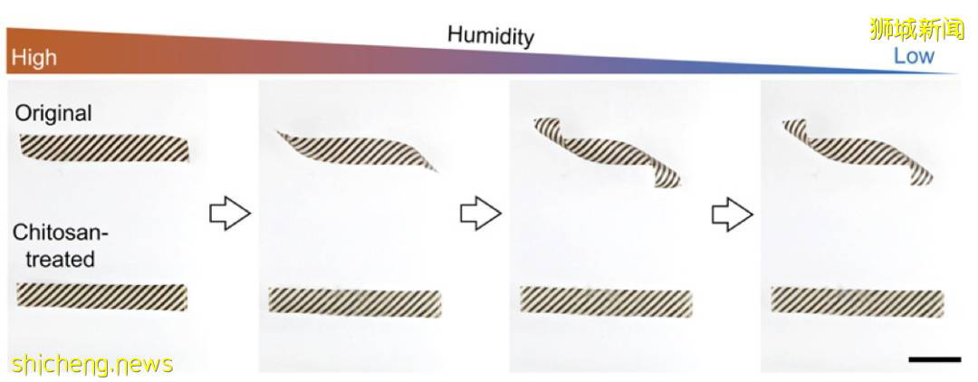 NTU 校长参与!自折叠天然植物材料研发成功
