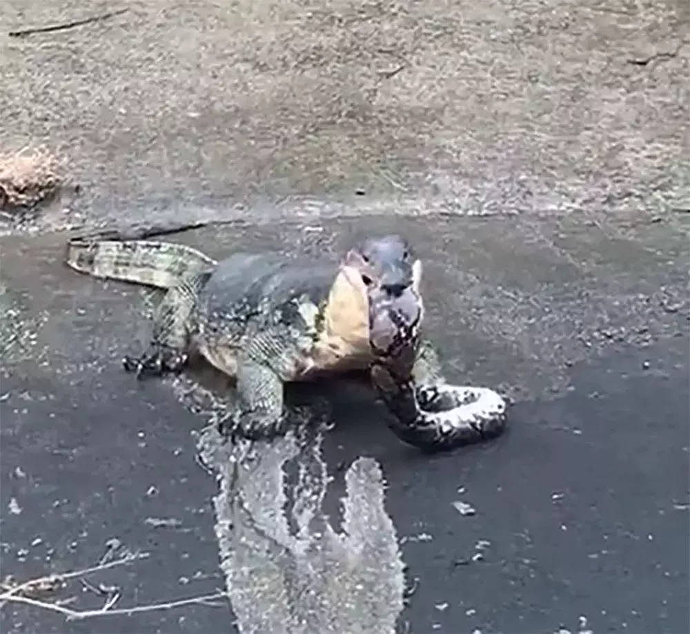 新加坡上演巨蜥PK蟒蛇!平平无奇的小路边,居然藏了一只鳄鱼