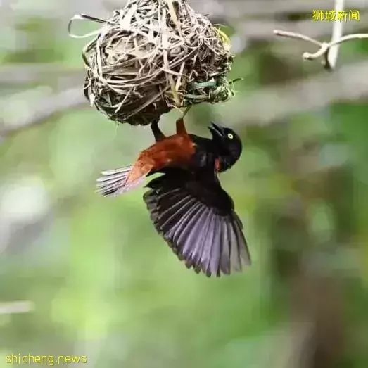 小朋友超爱！裕廊飞禽公园露营！和火烈鸟一起度过美好夜晚