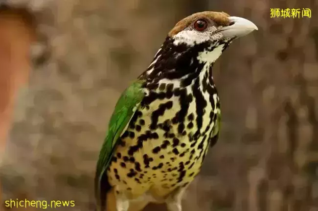 實拍亮燈！2022年“春到河畔”場面宏大，還有這麽多好玩的