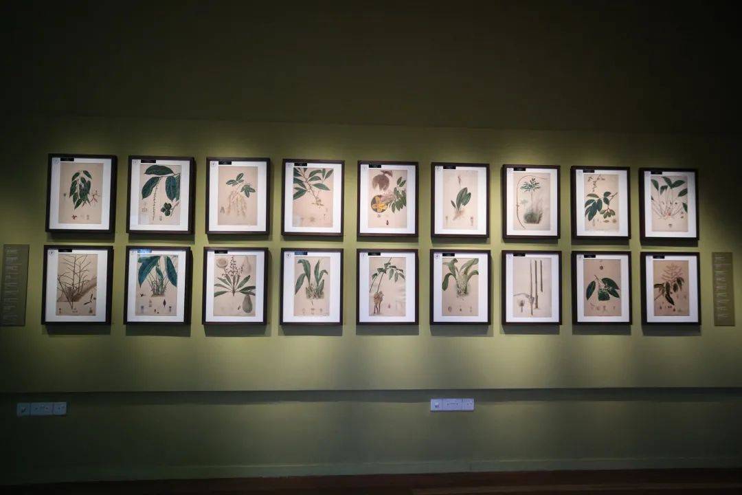 溜娃新去處!新加坡植物園推出新景點!COMO小樹林、巨型波羅蜜、探秘館、藝廊開放啦