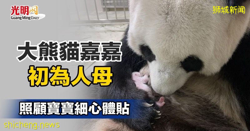 大熊猫嘉嘉初为人母 照顾宝宝细心体贴