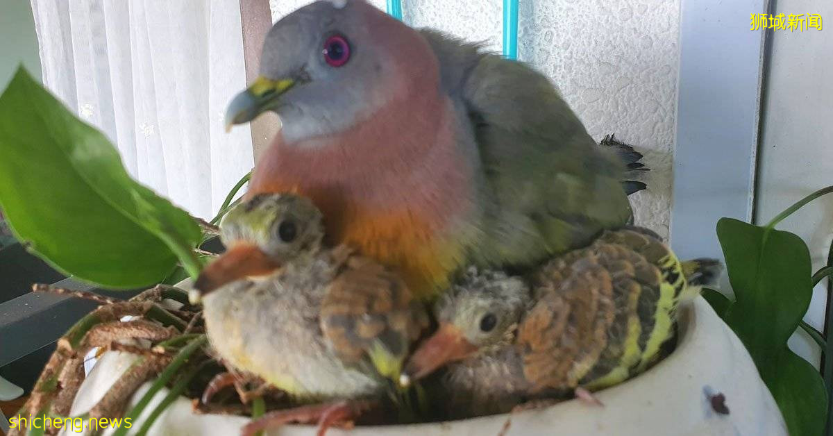 鸽子飞家中筑巢下蛋 男子欢喜分享孵化小鸽子