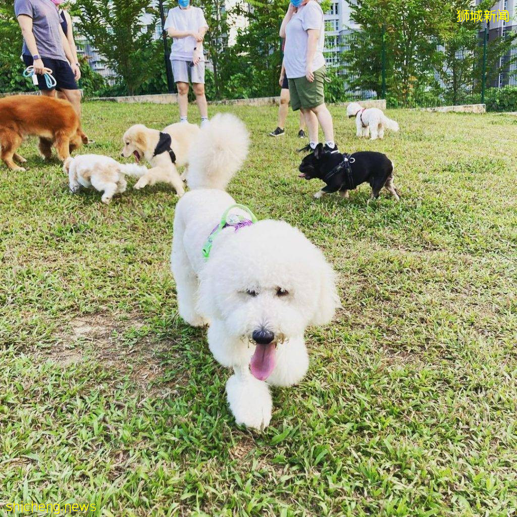 小狗也要出外透透气!精选新加坡8个遛狗公园🐕在Dog Run里快乐奔跑、尽情撒野🐾
