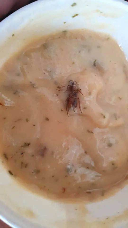 本地食客在餐厅汤品内吃到蟑螂!网友:汤的颜色看起来就不对劲