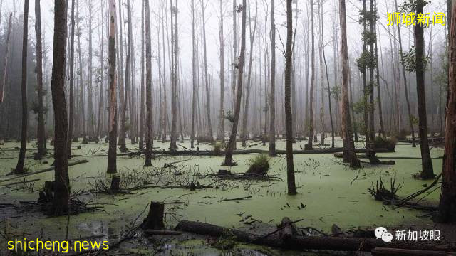 最全名字來曆大起底!新加坡綠線36個地鐵站,你知多少