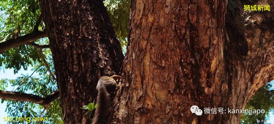 新加坡小众遛娃好去处,吃喝玩乐一应俱有