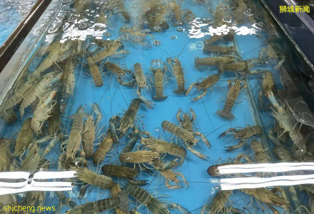 新加坡再次解封後，這家中國超市火了！80多種海鮮$2起！小龍蝦辣條包點東北大米扛回家