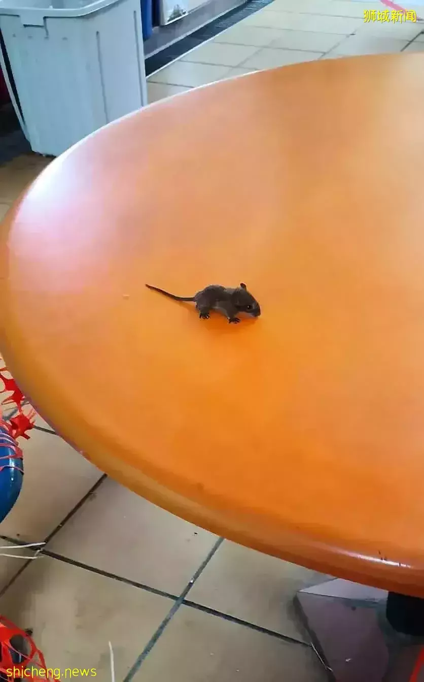 天花板橫梁疑現鼠窩 熟食中心小鼠從天而降