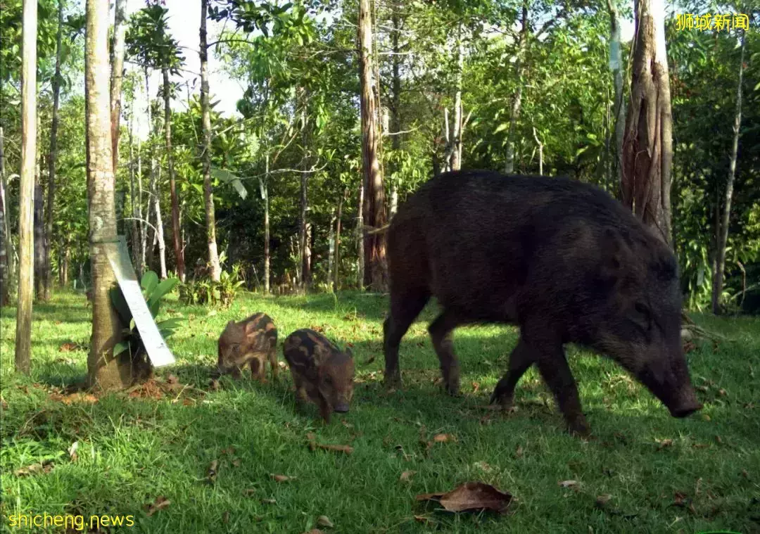 在新加坡,动物过马路能用天桥?有70种野生动物都在用
