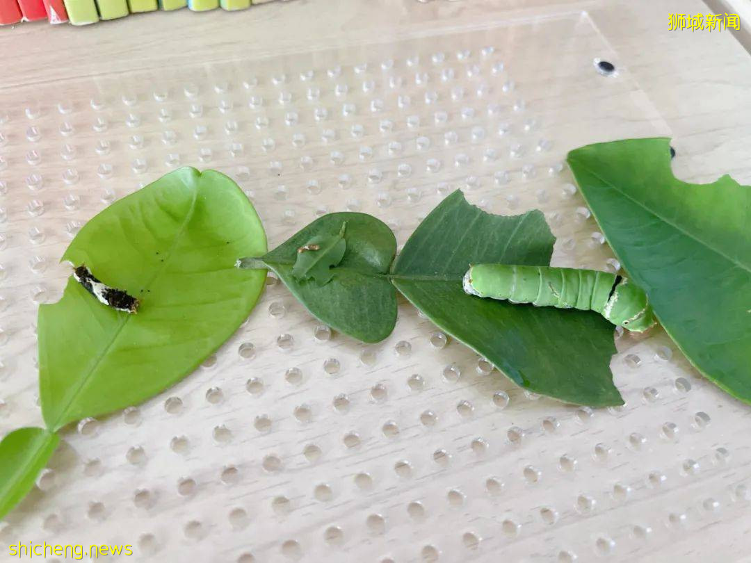 別人家養貓養狗當寵物,我兒子卻喜歡在新加坡養毛毛蟲