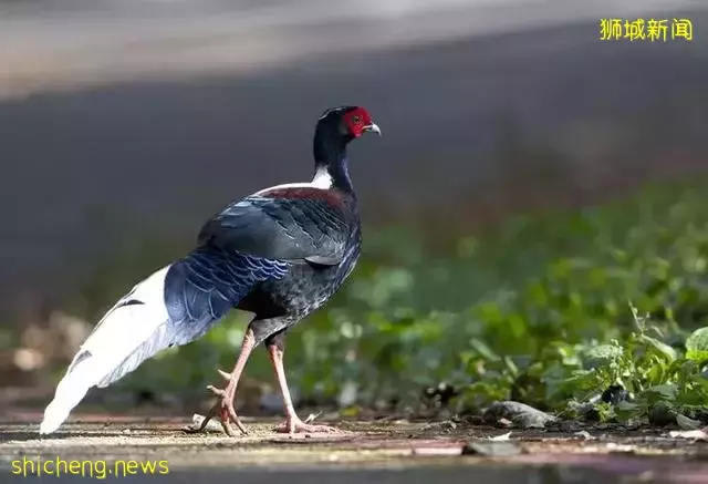 发达的新加坡，竟然随处可见小动物！新加坡冷知识（精选集）